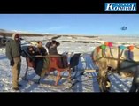 Ice Skating On Horses