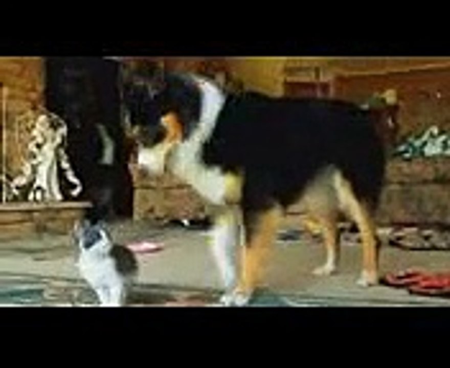 Funny - funny videos of people getting scared, that make you laugh so hard you cry