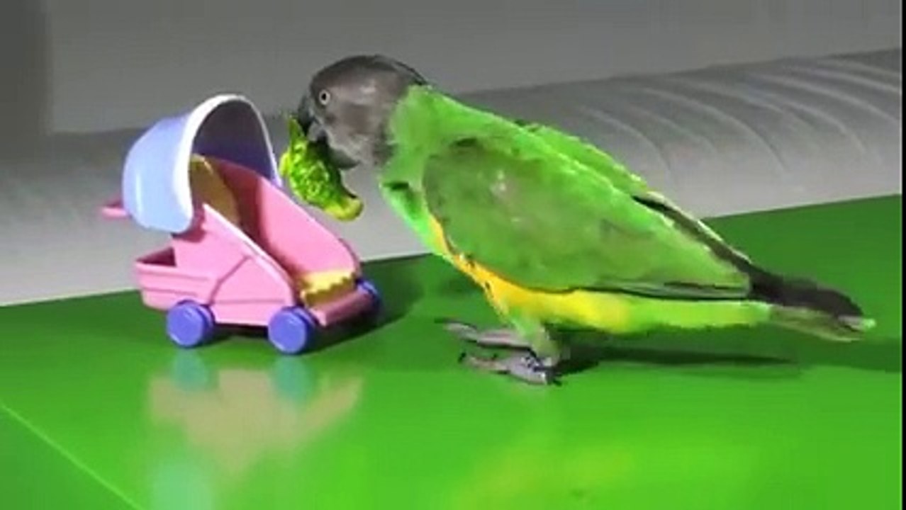 Highly Trained Parrot