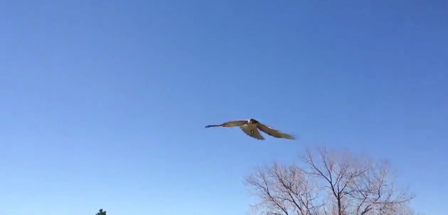 Lonely Hawk Makes a New Friend
