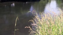 Fly fishing for Brown Trout..Within the City walls HD