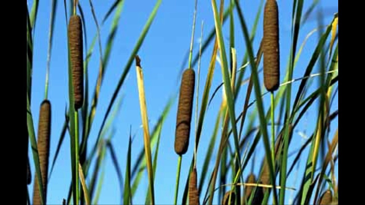 [Vinesauce] Vinny || Binding of Isaac: Rebirth, Bad Mario Games, Majora's Mask 3D (Pre-Stream)