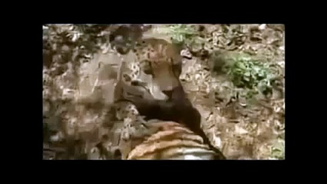 THE JAGUAR: YEAR OF THE CAT - Animals/Wildlife/Nature (documentary)