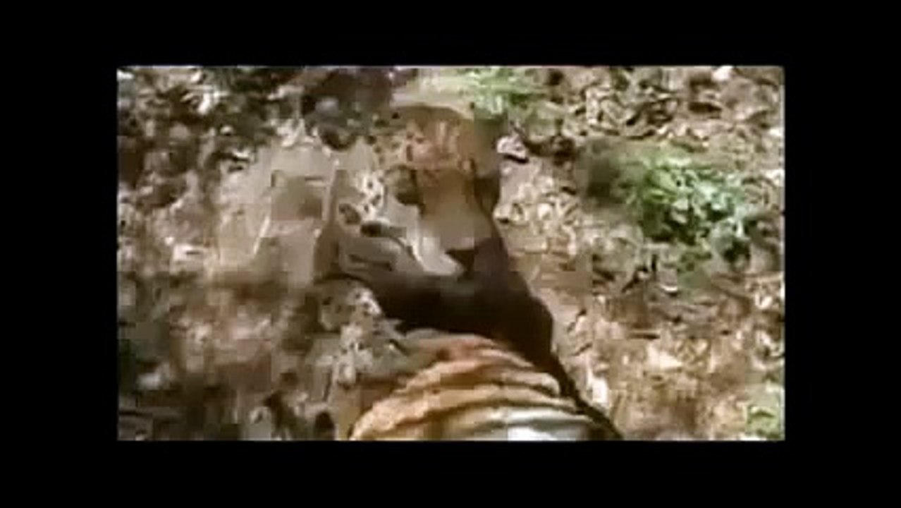 THE JAGUAR: YEAR OF THE CAT - Animals/Wildlife/Nature (documentary)