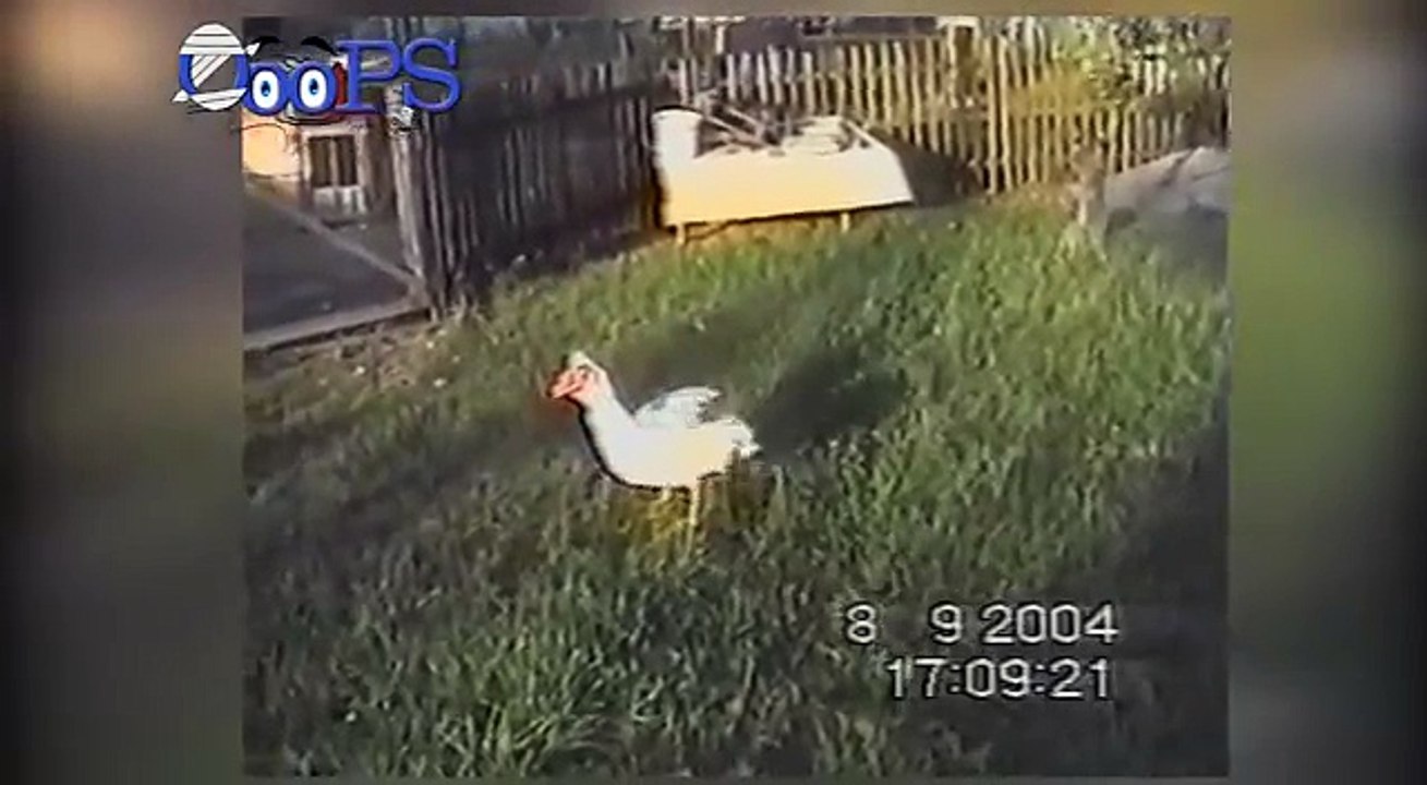 Funny Animal Video Clips 2014
