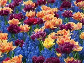 ÖZLEM KARAGÜL-SOYADIN  BENDE  KALDI