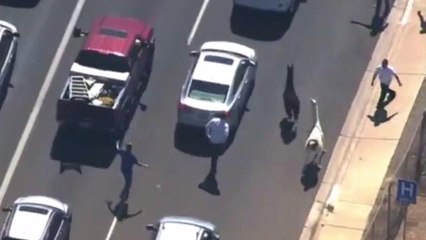 Two Llamas Loose in Arizona Turns Internet Upside Down