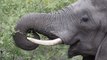 These Elephants Are Being Trained To Sniff Out Explosives