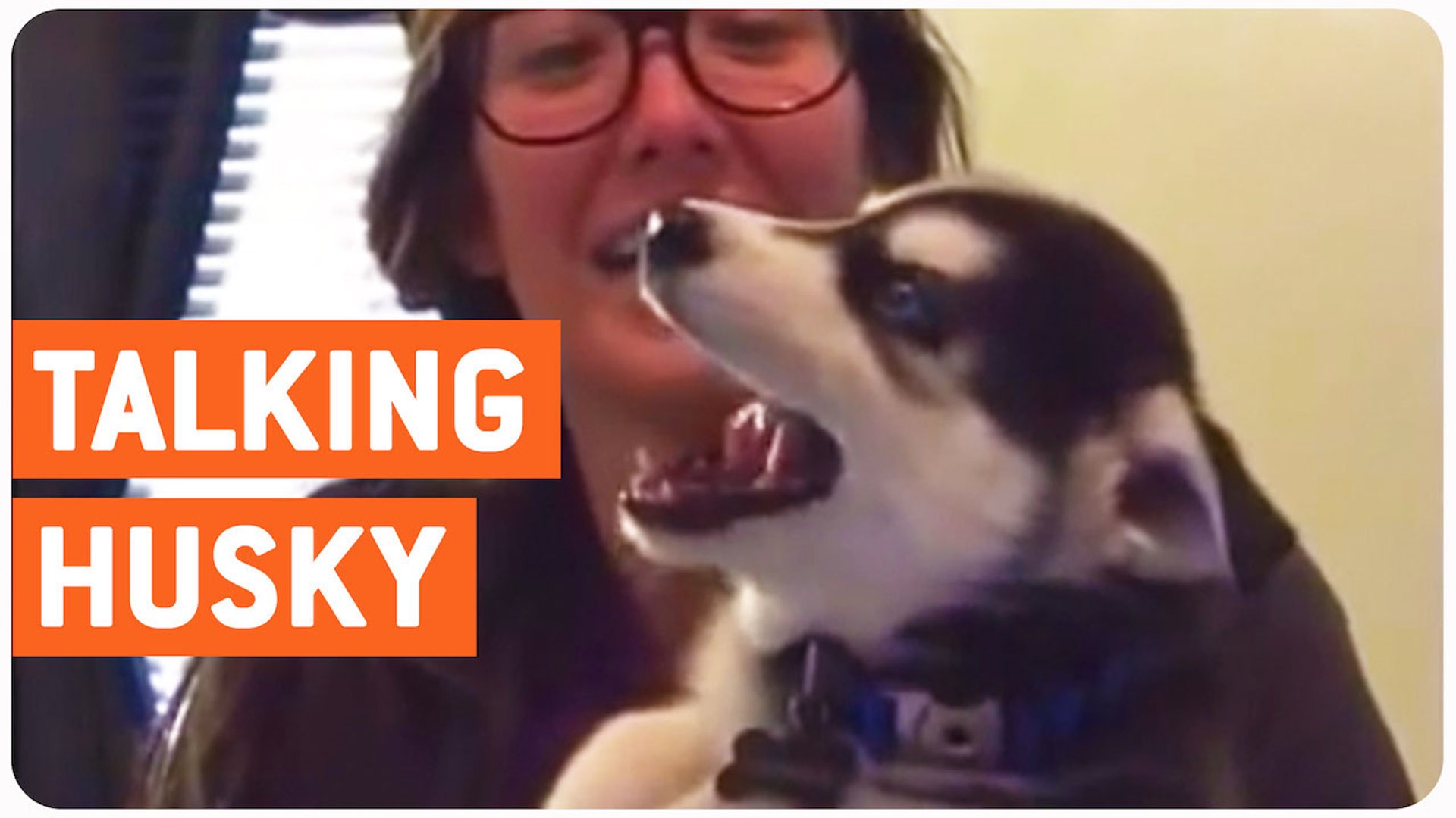 Husky hotsell dog talking