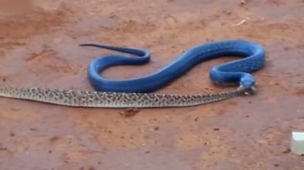 Mavi Yılan Çölde Dehşet Saçtı