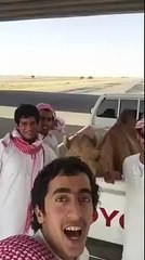 A Camel Having A Laugh With The Arabs