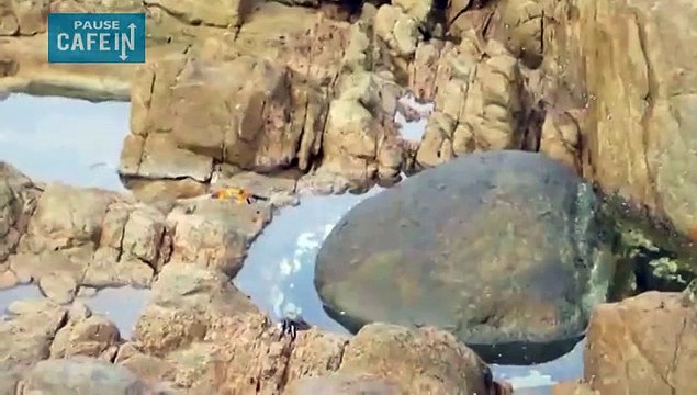 Quand un crabe subit le courroux d'une pieuvre