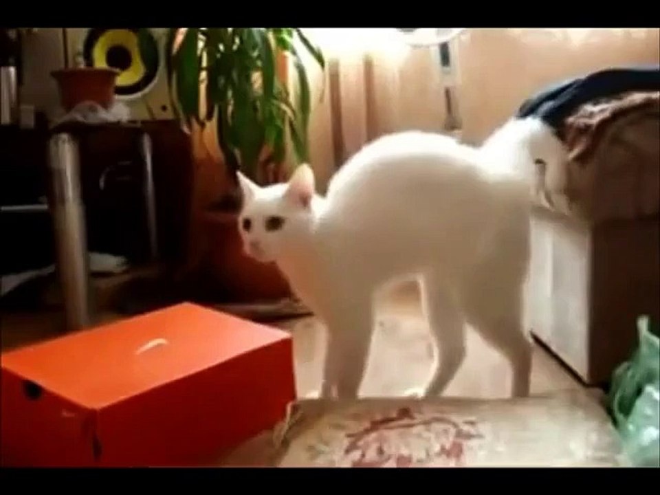 SWEET CATSS