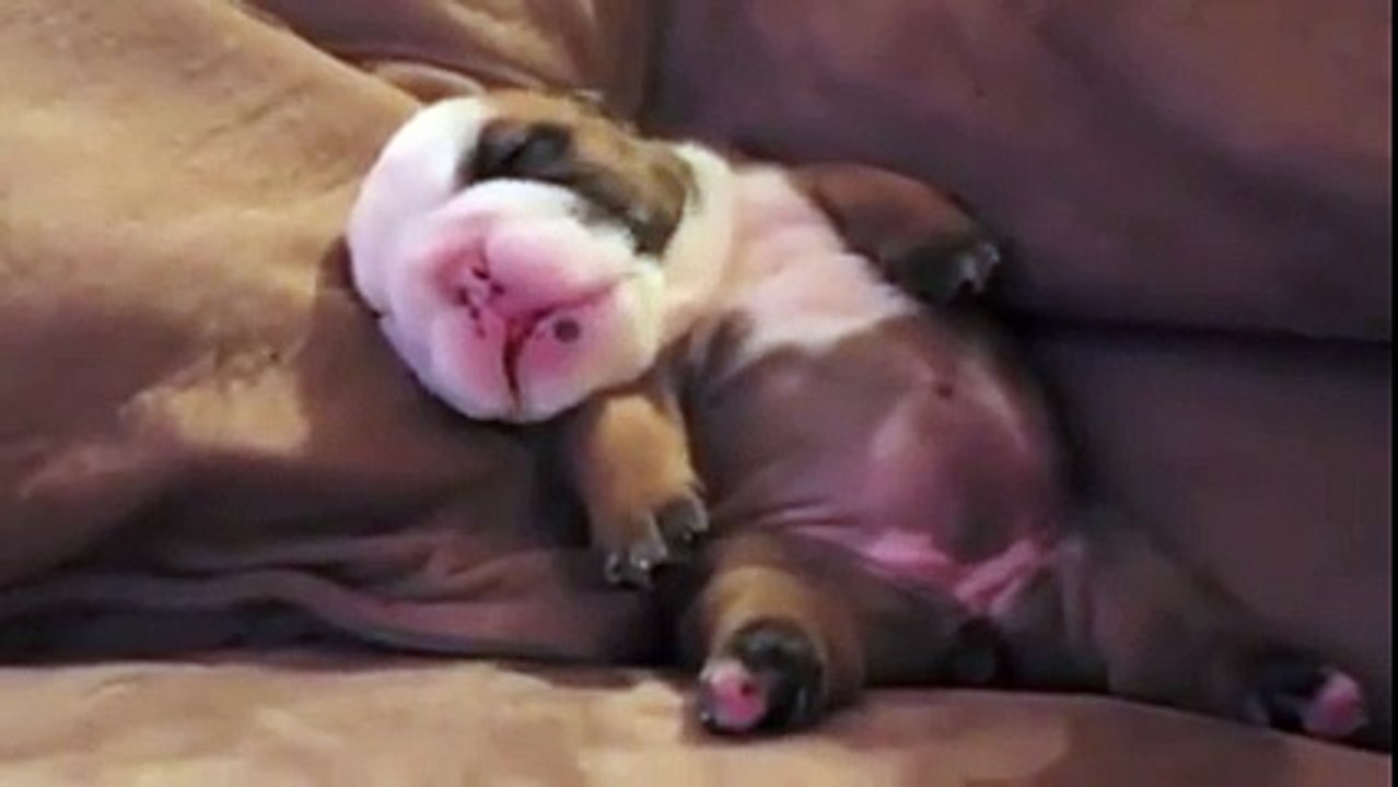 English Bulldog Puppy Dreaming