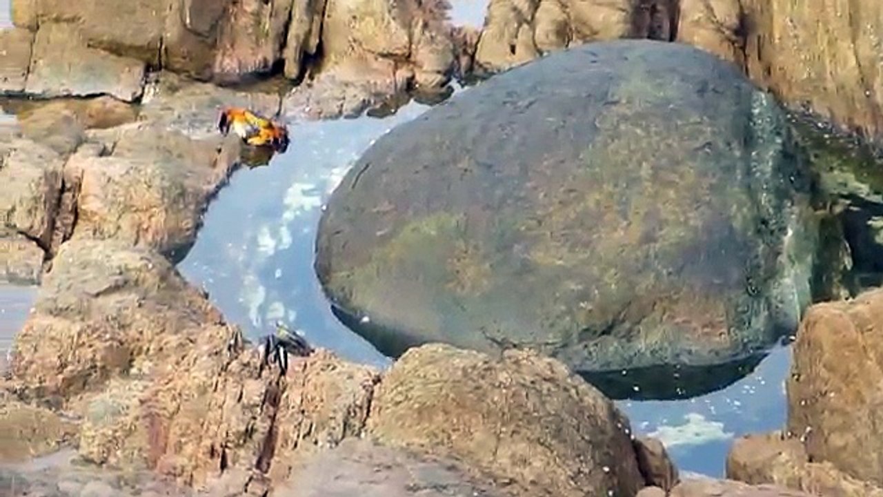 Un beau crabe sur un rocher, ce qui se passera...