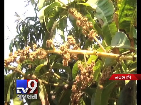 Adverse climate hits mango crop in Gujarat - Tv9 Gujarati