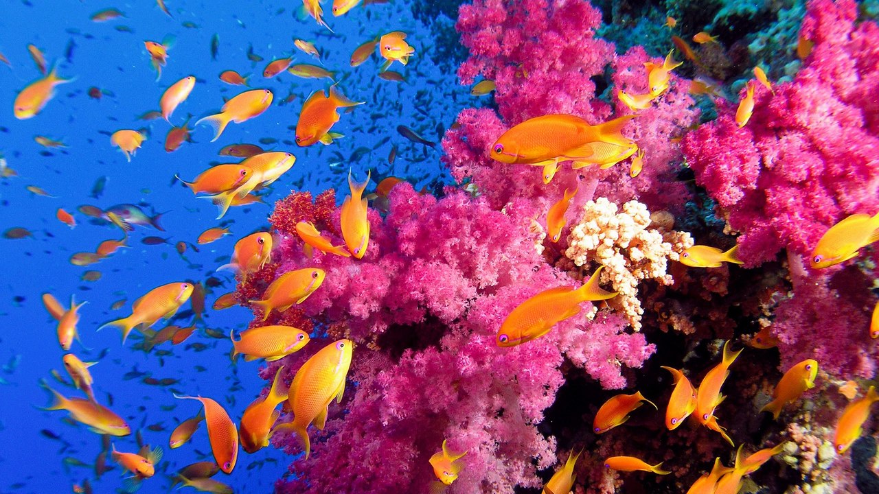 VALLE DASMASH 1 - 2015