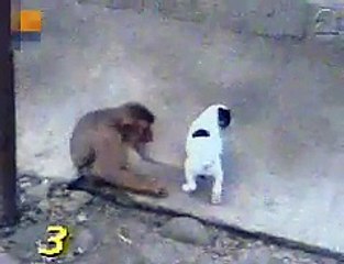 Monkey Laughing At Dog
