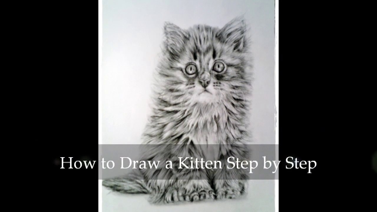 Learn How to Draw a Kitten Step by Step part five
