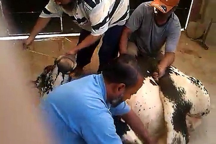 Cow Sacrifice at Jacob lines Karachi