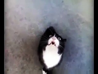 Hahaha ... FUNNY TALKING CATS VIDEO