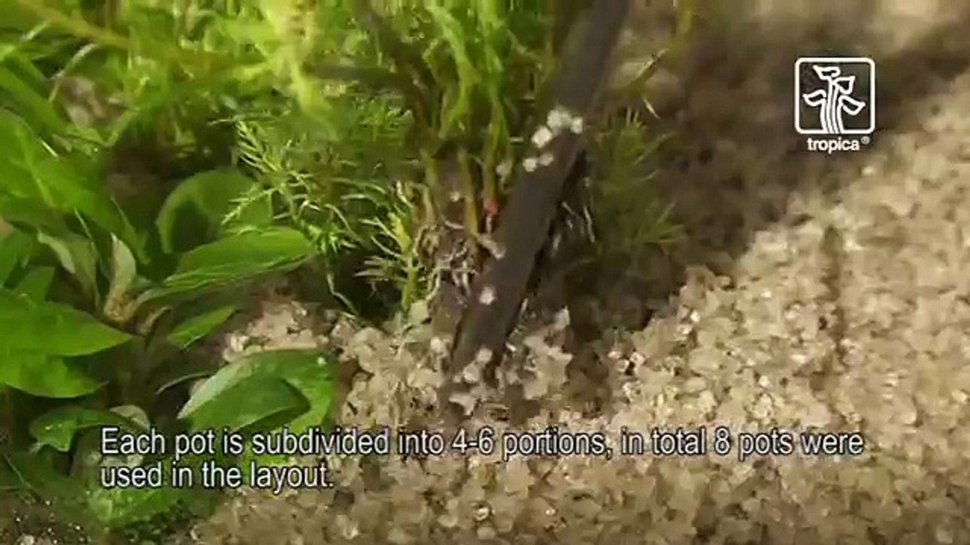 ⁣The advanced plant aquarium, Tropica Aquarium Plants