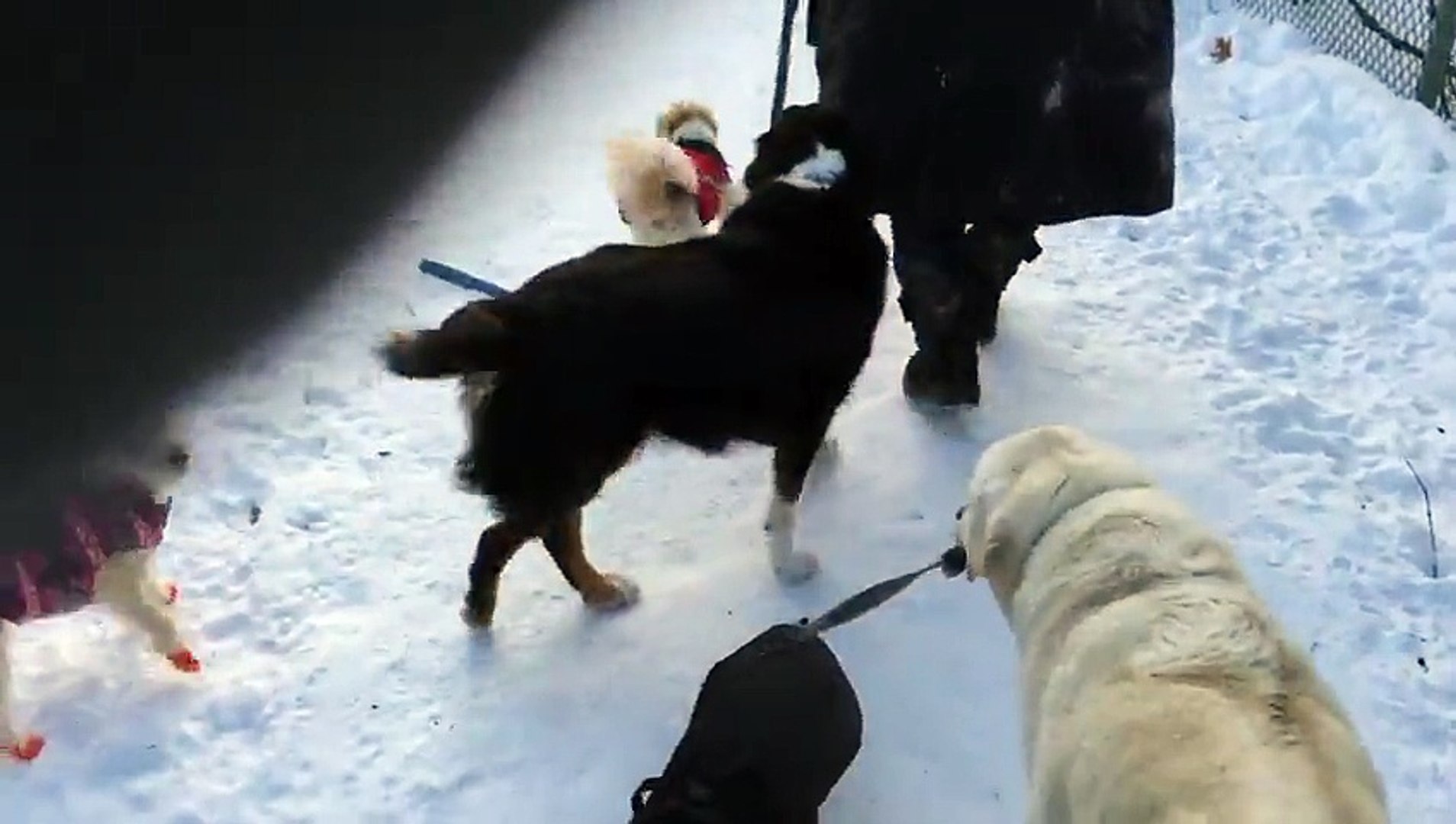 Dog walks other dog