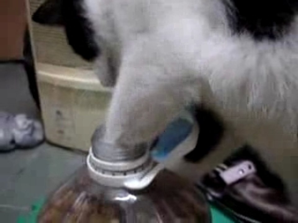 Chat malin