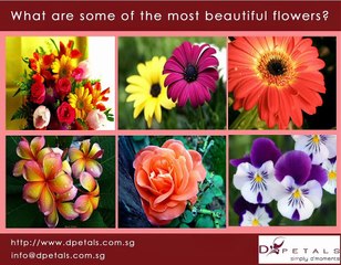 Exploring Nature's Most Beautiful Flowers