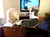 JUST STOP ! - Too Cute !! Cat uses extreme measures to stop brother's scratching !