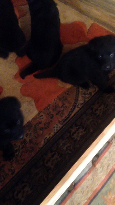 SATILIK SİYAH ALMAN ÇOBAN KÖPEĞİ 05367671923 ( yavruların 1 aylık görüntüleri 25 şubat 2015)