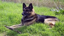 Training Your German Shepherd Dog