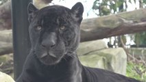 Que faire pendant les vacances à Vincennes avec vos enfants ? Aller au Zoo de Vincennes.