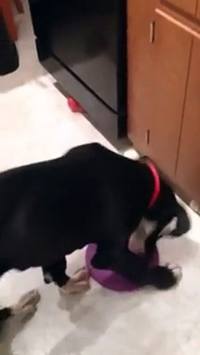 Un bébé dogue allemand est complètement fou... Cute !!