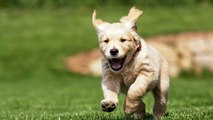 Training Your Dog using a PetSafe Electric Dog fence - Week 1