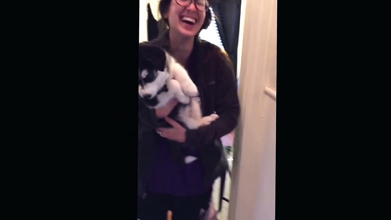 Un bébé husky qui parle : trop mignon!