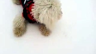 Bichon frise first snow