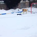 Un perro limpia de nieve el patio sin ayuda de nadie