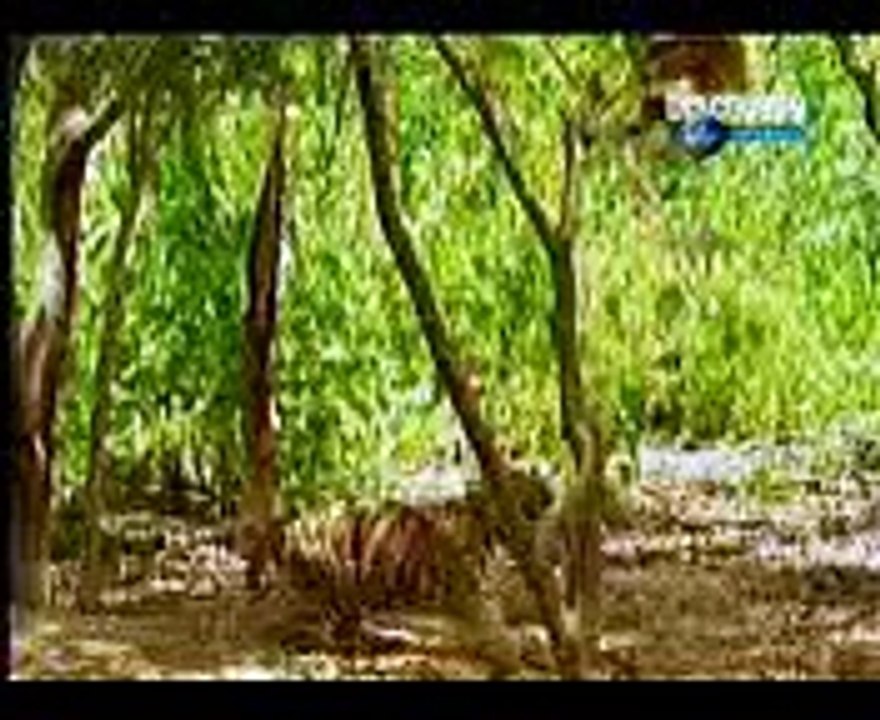 Funny videos of animals - comedy and pranks - Must Watch