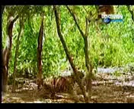 Funny videos of animals - comedy and pranks - Must Watch