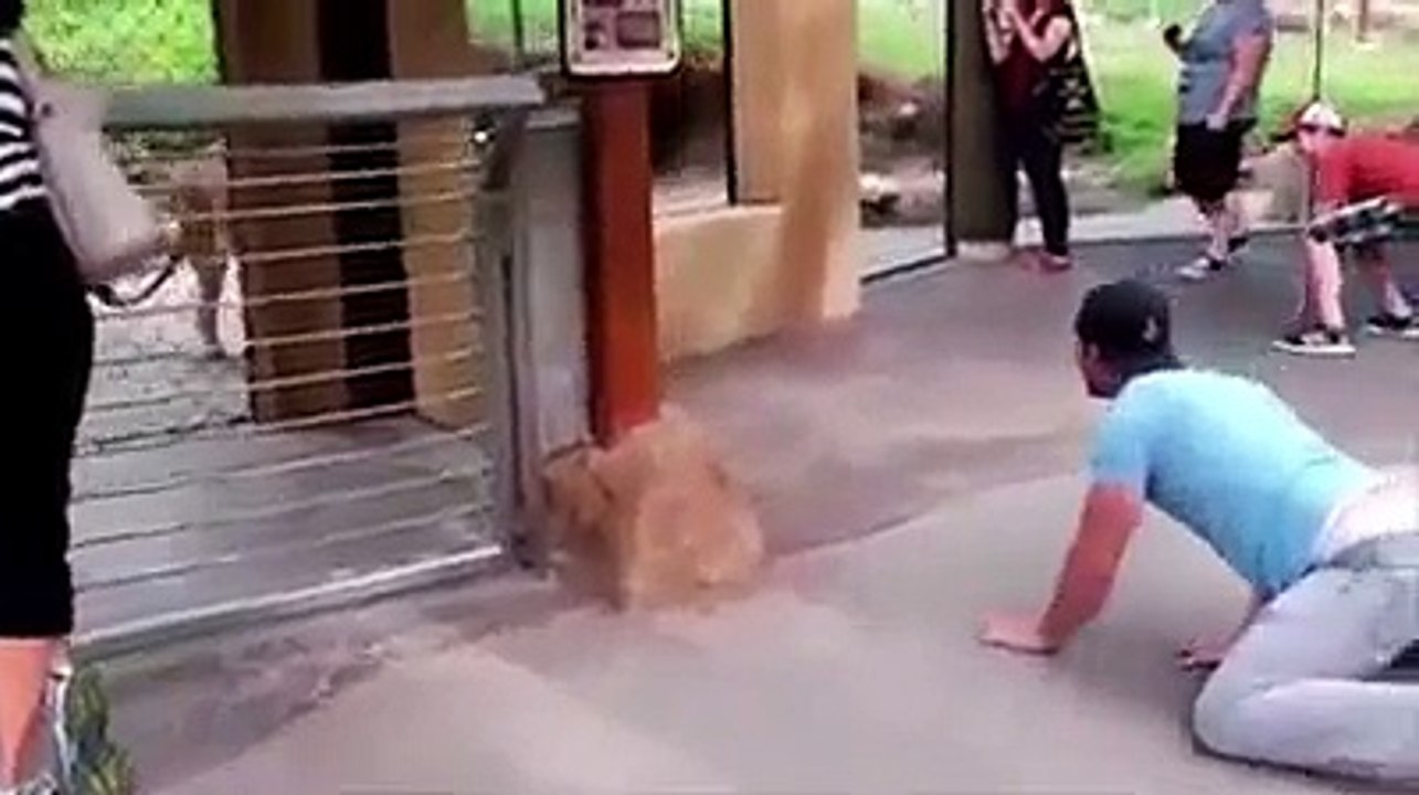 Guy Playing with lion