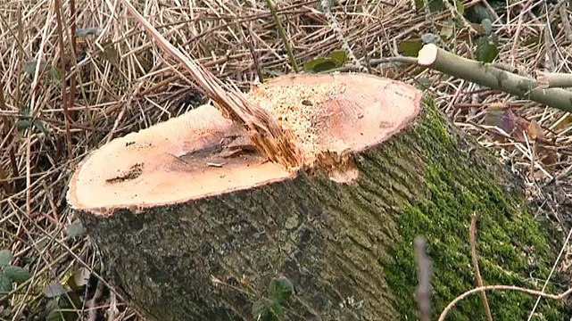 Grootegast maakt houtsingels weer vitaal - RTV Noord