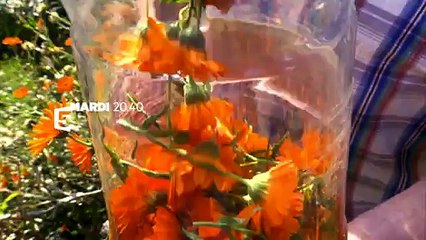 Bande-annonce Enquête de santé - Phytothérapie