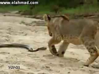 Snakes and lions scramble