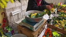 Fête du citron à Menton : d'où viennent les agrumes ?
