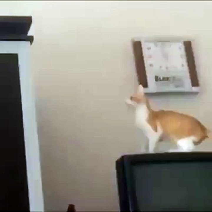 cat fail to jump