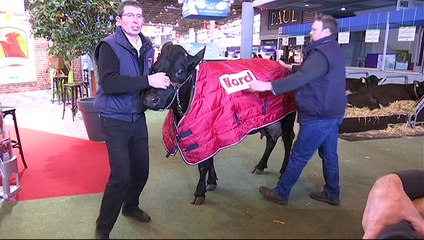 Filouse, la vache star du Salon de l'agriculture