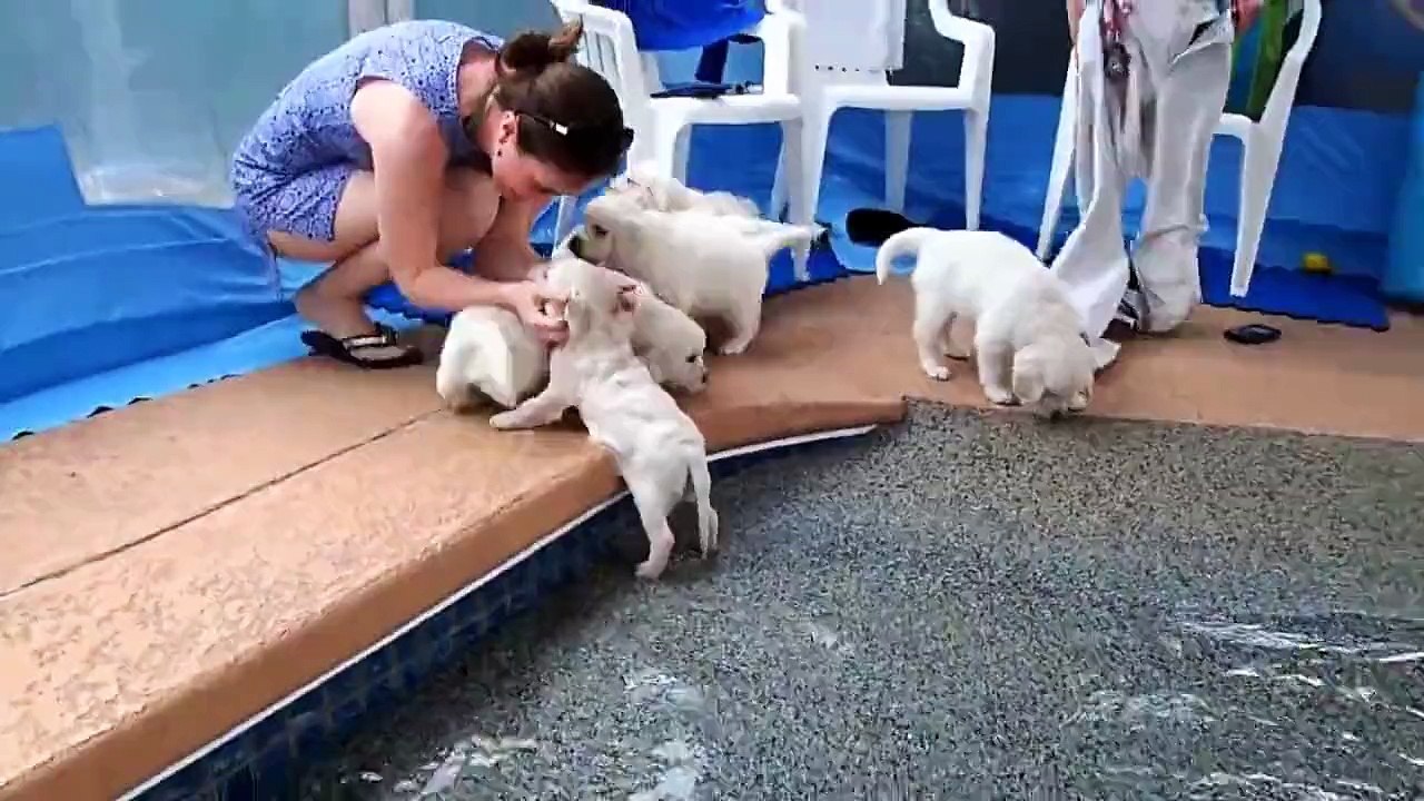 Première baignade pour ces bébés labrador : adorable!