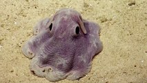 So cute and so rare animal filmed by Nautilus in the ocean : a Grimpoteuthis