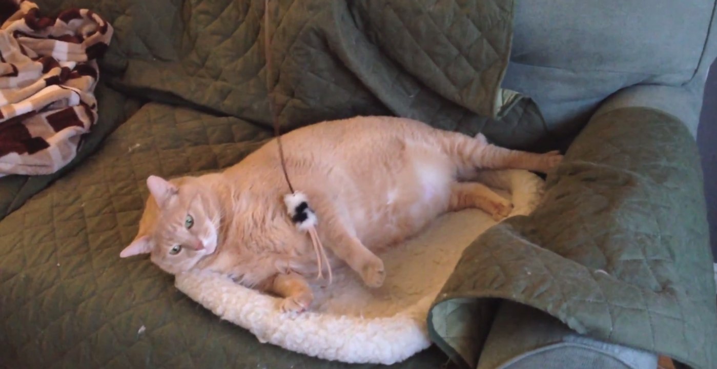 Cunning Fat Cat Goes Fishing